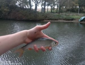 Roach