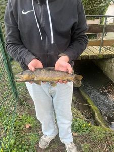 Brown Trout