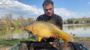 Common Carp