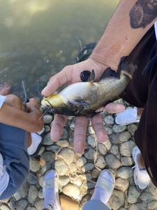 Blue Catfish