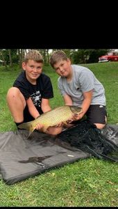 Mirror Carp