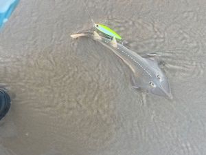 Common Guitarfish