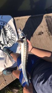 Sturgeon