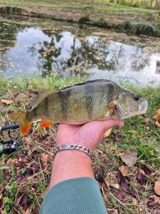 European Perch