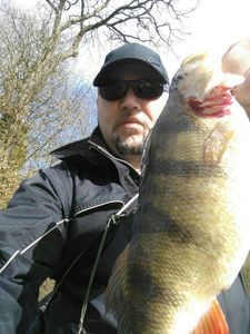 European Perch