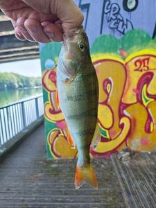 European Perch