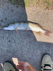 Northern Pike
