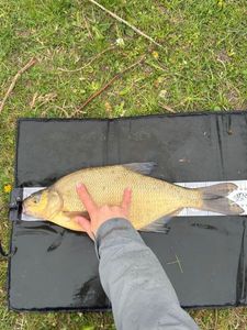 Common Bream
