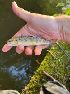 Brown Trout