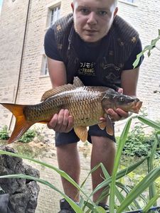Common Carp
