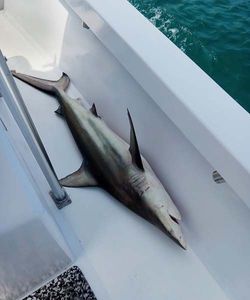 Blacktip Shark