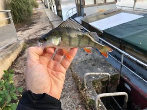 European Perch
