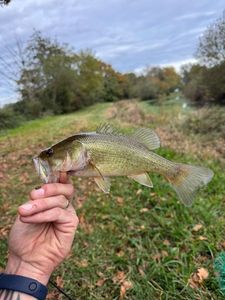 Smallmouth Bass