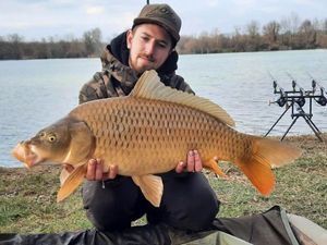 Common Carp