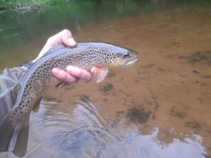 Brown Trout