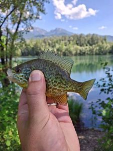 Green Sunfish