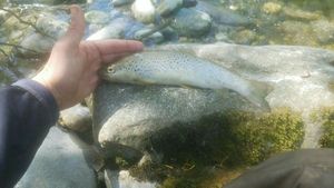 Brown Trout