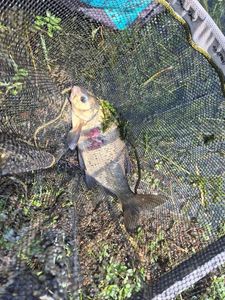 Common Bream