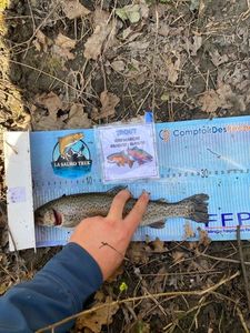 Rainbow Trout