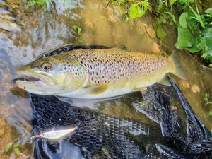 Brown Trout