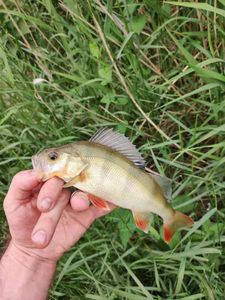 European Perch