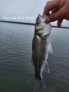 European Bass (Seabass)