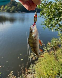 Yellow Perch