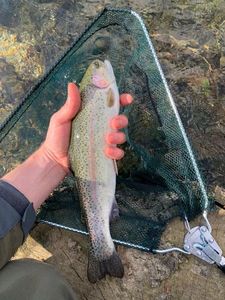 Rainbow Trout