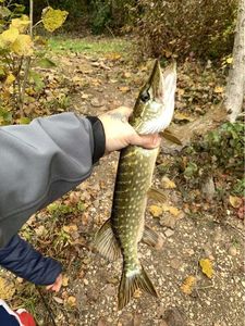 Northern Pike