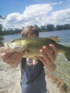 Largemouth Bass