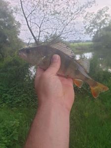 European Perch