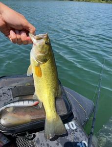 Largemouth Bass