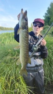 Northern Pike