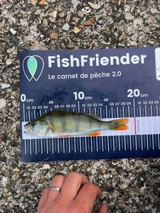 European Perch