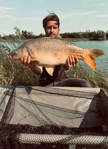 Mirror Carp