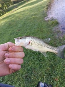 Largemouth Bass
