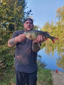 European Perch