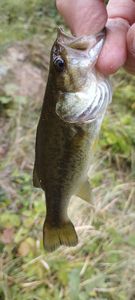 Largemouth Bass