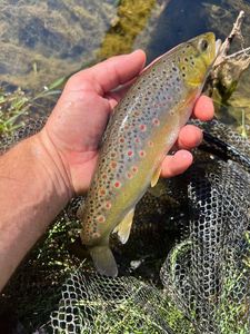 Brown Trout