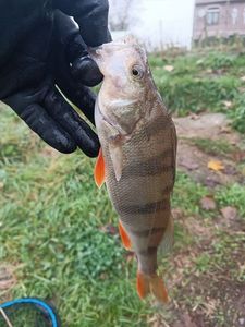 European Perch