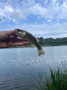 Achigan à Petite Bouche (Black-Bass)
