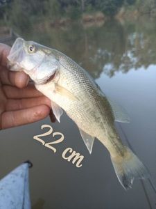 Largemouth Bass