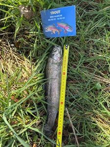 Rainbow Trout