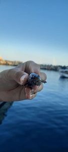 Black Goby