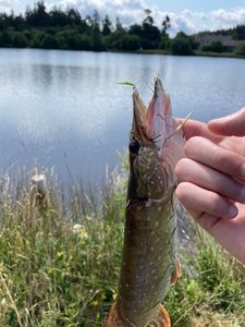 Northern Pike