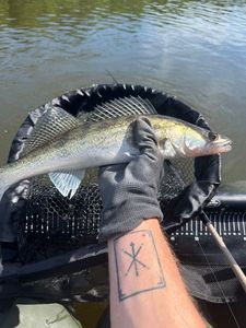 Zander