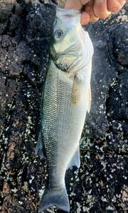 European Bass (Seabass)