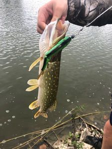 Northern Pike