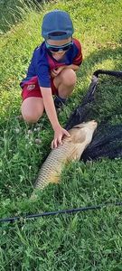 Common Carp