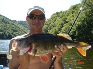 European Perch